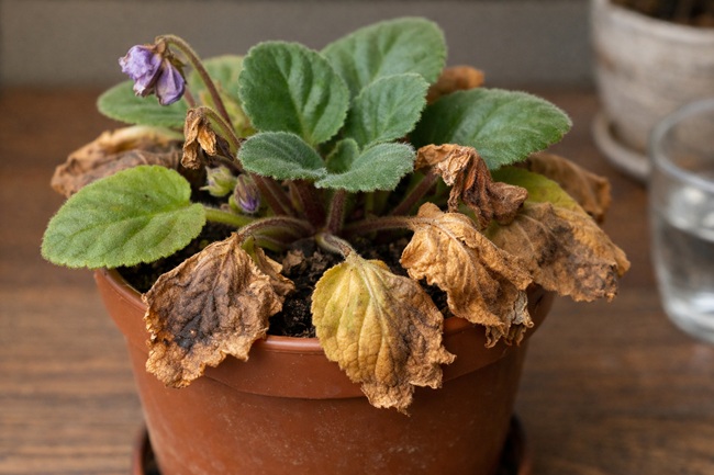 Çiçek yaprakları neden kurur?