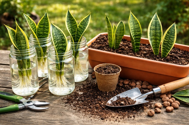 Paşa Kılıcı Çoğaltma Yöntemleri Nelerdir?